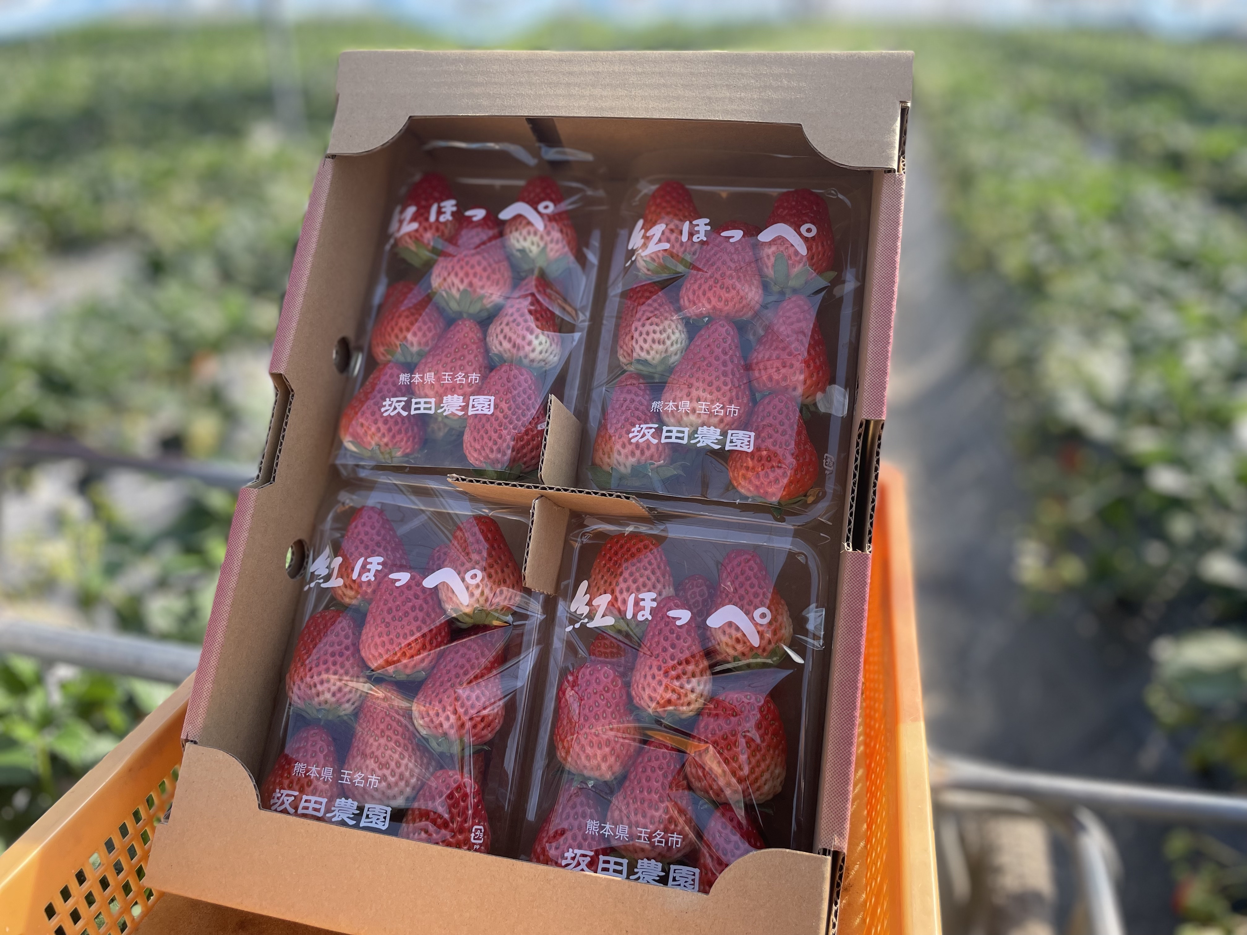 紅ほっぺ　ご自宅用　4P